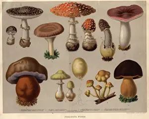 Colour Format Prints: Poisonous Fungi