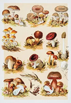 Images Dated 7th June 2015: Poisonous Mushrooms Chromolithograph 1884