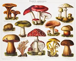 Images Dated 23rd June 2015: Poisonous Mushrooms Chromolithograph 1896