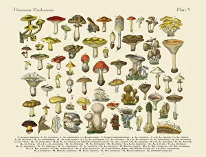 The Book of Practical Botany Collection: Poisonous Mushrooms, Victorian Botanical Illustration