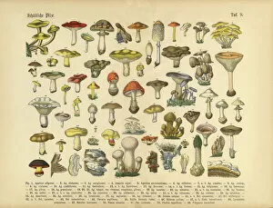 Images Dated 10th March 2016: Poisonous Mushrooms, Victorian Botanical Illustration