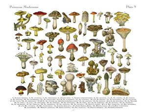 Annual Prints: Poisonous Mushrooms, Victorian Botanical Illustration