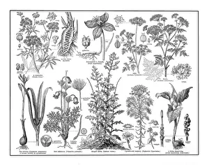 Images Dated 3rd February 2017: Poisonous plants
