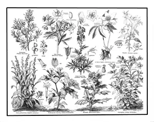 Images Dated 3rd February 2017: Poisonous plants