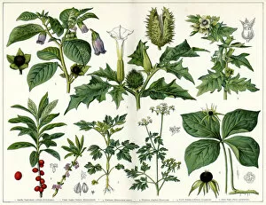 Berry Gallery: Poisonous Plants