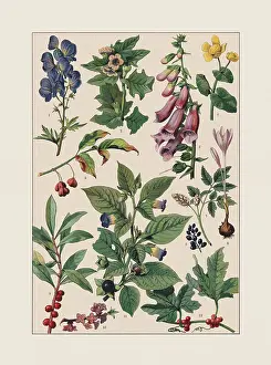 Poisonous plants, chromolithograph, published ca. 1890