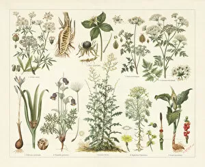Images Dated 20th June 2018: Poisonous plants, lithograph, published in 1897