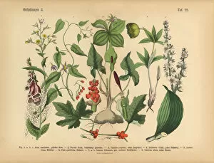 Images Dated 14th March 2016: Poisonous and Toxic Plants, Victorian Botanical Illustration