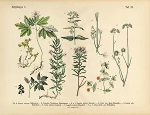 The Book of Practical Botany Gallery: Poisonous and Toxic Plants, Victorian Botanical Illustration