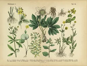 Images Dated 14th March 2016: Poisonous and Toxic Plants, Victorian Botanical Illustration