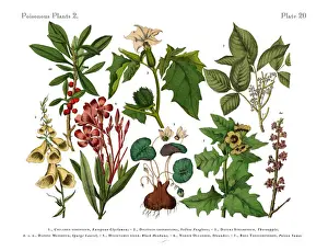 Prints of Very Rare, Beautifully Illustrated Antique Engraved Victorian Botanical Illustration of Wildflowers, Poisonous and Toxic Plants: Plate 21 The Book Of Practical Botany Prints: Poisonous and Toxic Plants, Victorian Botanical Illustration