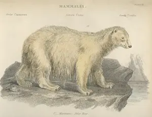 Polar Bear