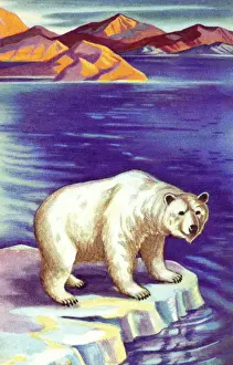 Polar Bear