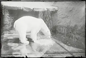 Polar Bear Cooling Off