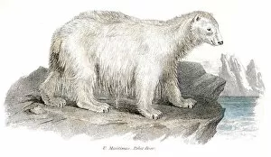 Images Dated 3rd April 2017: Polar bear engraving 1803