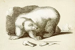 Images Dated 25th April 2017: Polar bear engraving 1851