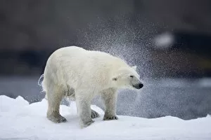 Paul Souders Photography Gallery: Polar Bear on Iceberg, Svalbard, Norway