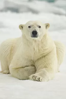 Images Dated 15th July 2011: Polar Bear, Svalbard, Norway