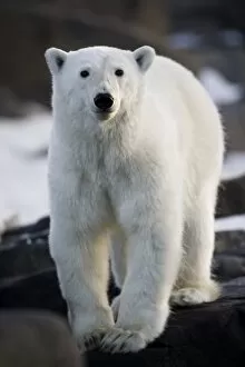 Paul Souders Photography Gallery: Polar Bear, Svalbard, Norway