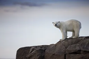 Paul Souders Photography Gallery: Polar Bear, Svalbard, Norway