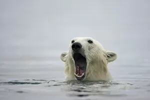 Images Dated 30th July 2008: Polar Bear, Svalbard, Norway