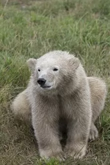 Images Dated 13th August 2013: Polar Bear -Ursus maritimus-, cub, in Skandinavisk Dyrepark or Scandinavian Wildlife Park