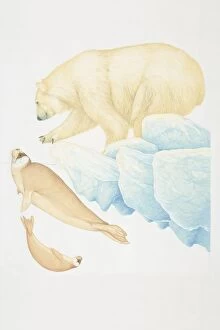 Polar Bear (ursus maritimus), extending out paw and crouching forward, side view