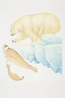 Ursidae Prints: Polar Bear (ursus maritimus), extending out paw and crouching forward, side view