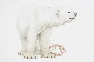 Ursidae Prints: Polar bear (Ursus Maritimus) standing with its head turned to right