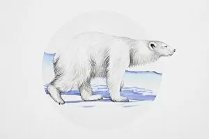 Images Dated 3rd January 2007: Polar bear (Ursus maritimus), walking on ice