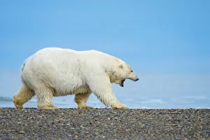 Hunt Gallery: Polar Bear walking at the Alaska beach