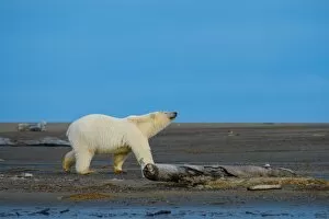 Images Dated 21st September 2016: Polar Bear walking at the Alaska beach