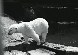 Images Dated 27th June 2008: Polar bear in zoo