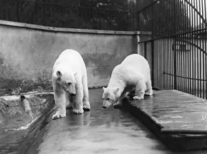 Enclosure Prints: Polar Bears