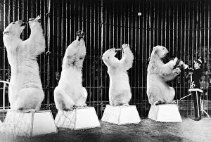 Obedience Prints: Polar Bears Play Horns in Circus Act