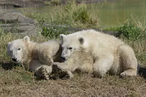 Jutland Gallery: Polar Bears -Ursus maritimus-, cubs, in Skandinavisk Dyrepark or Scandinavian Wildlife Park