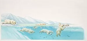 Images Dated 1st March 2006: Polar Bears, Ursus maritimus, diving under water for fish and resting on ice at glacier edge
