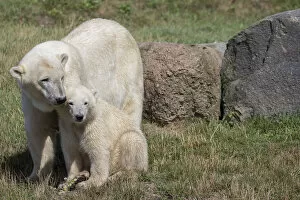 Polar Bears -Ursus maritimus-, mother with a cub, in Skandinavisk Dyrepark or Scandinavian Wildlife Park, Jutland