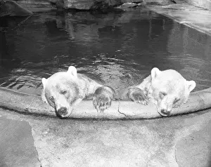 Pool Prints: Polar Bears in Zoo Pool