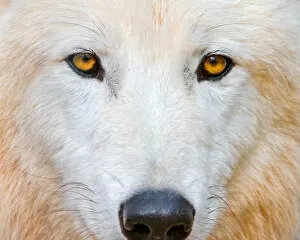 : Arctic Wolf Collection