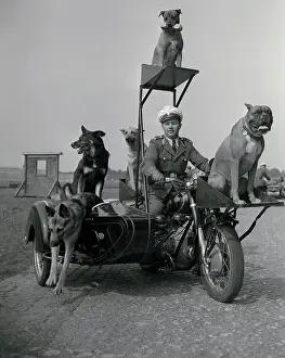 Police Dogs on Motorcycle