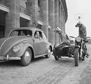 Police Dogs Riding in a Motorbike
