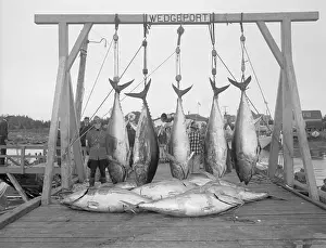 Nova Scotia Prints: Police Guarding Tunafish