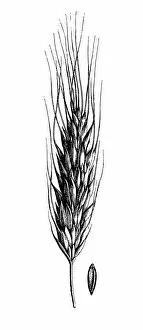Images Dated 29th May 2017: Polish wheat (Triticum polonicum)