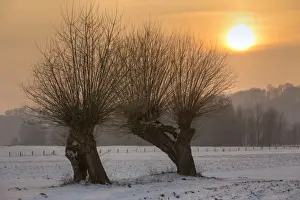 Nordrhein Westfalen Prints: Pollard willows in the nature reserve of Bislicher Island at sunset