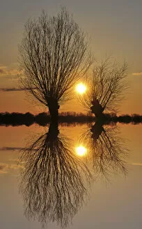 Pollarded willows -Salix sp.-, at sunset, near Tangstedt, Schleswig-Holstein, Germany, Europe