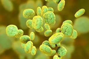 3 Dimensional Prints: Pollen grains of Mimosa flower, illustration