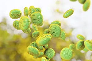 3 Dimensional Prints: Pollen grains of Mimosa flower, illustration