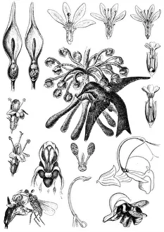 In Bloom Gallery: Pollination