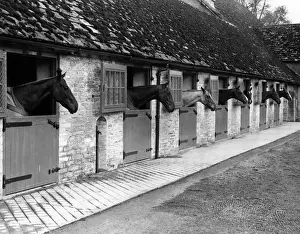 Polo Ponies